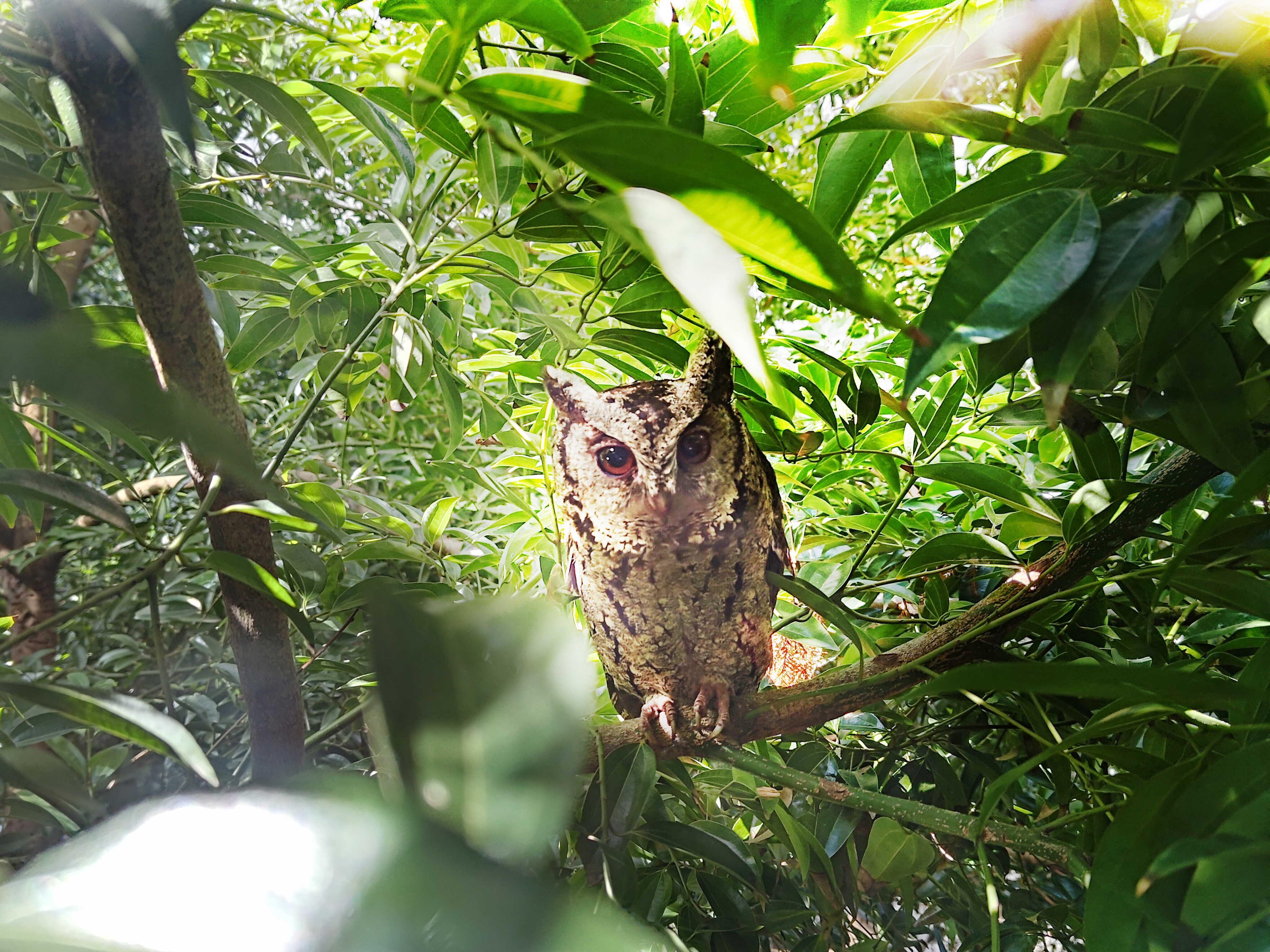 友达致力提倡净零绿生活，16年以来在全球各厂区植树逾百万棵，造就各厂区树木蔚然成林，犹如森林工厂，成为许多生物的栖息地